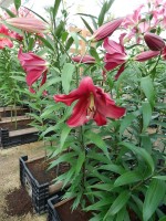 [4176 Borrello VH No11.JPG]